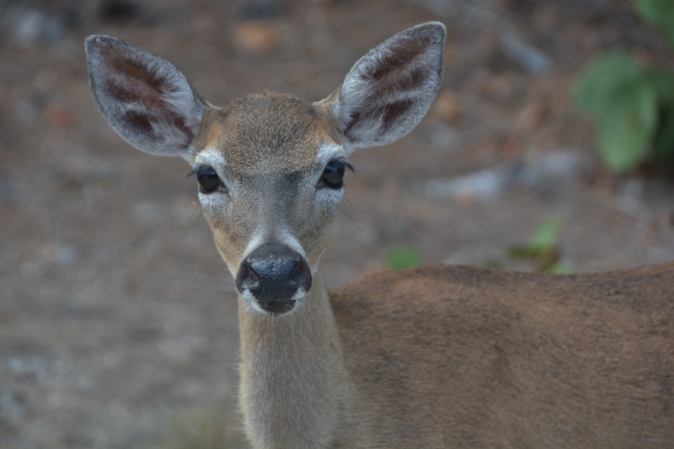 key deer closeup